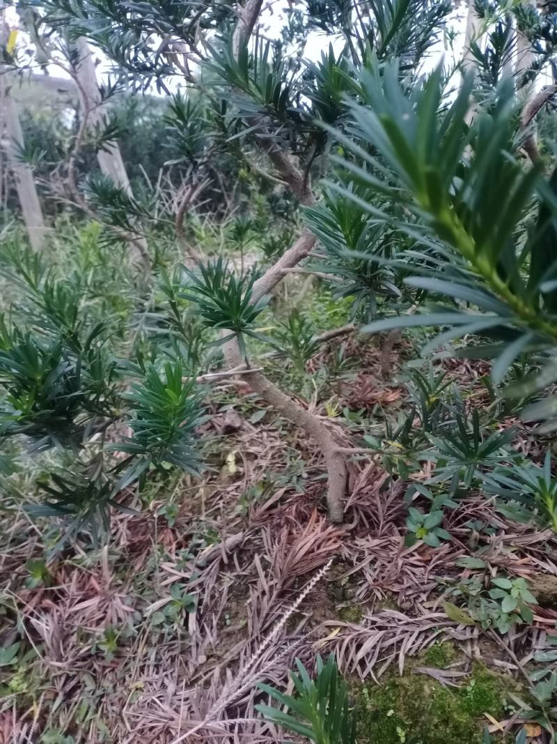 造型，拿弯，盆栽好品，贵妃，小叶罗汉松