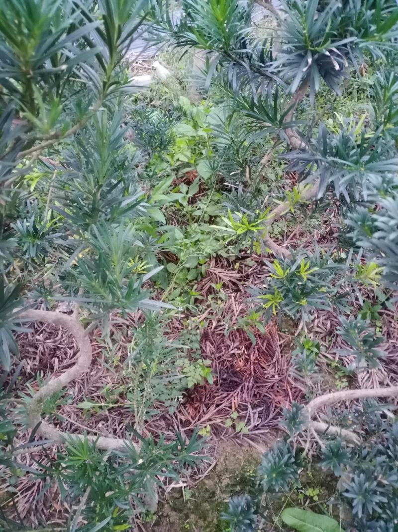 造型，拿弯，盆栽好品，贵妃，小叶罗汉松