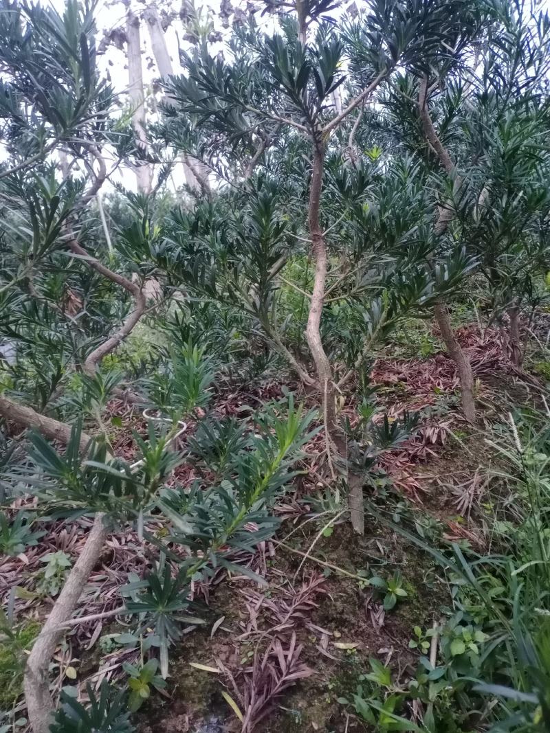 造型，拿弯，盆栽好品，贵妃，小叶罗汉松
