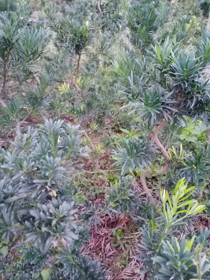 造型，拿弯，盆栽好品，贵妃，小叶罗汉松