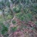 造型，拿弯，盆栽好品，贵妃，小叶罗汉松