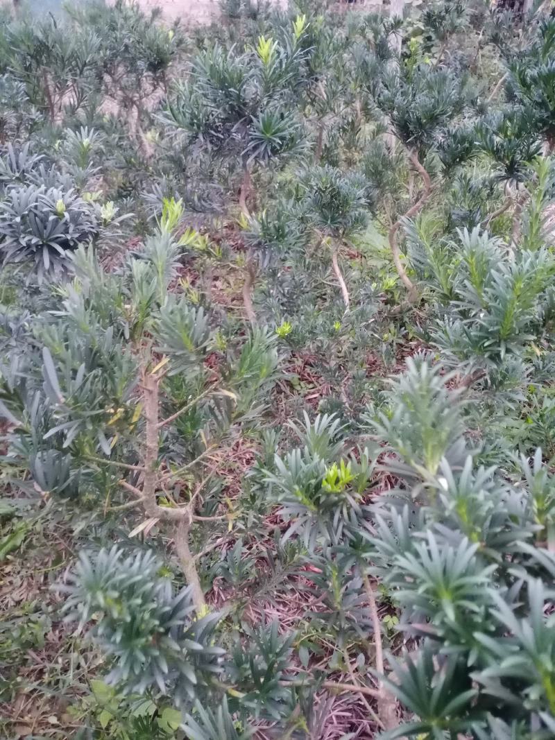 造型，拿弯，盆栽好品，贵妃，小叶罗汉松