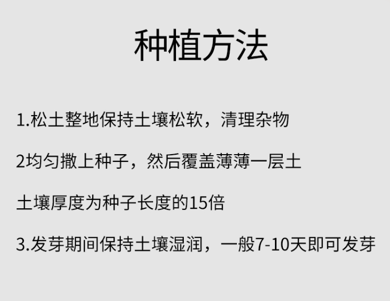 墨西哥玉米草种籽牧草种子养牛羊猪兔再生畜牧养殖喂鱼草种子