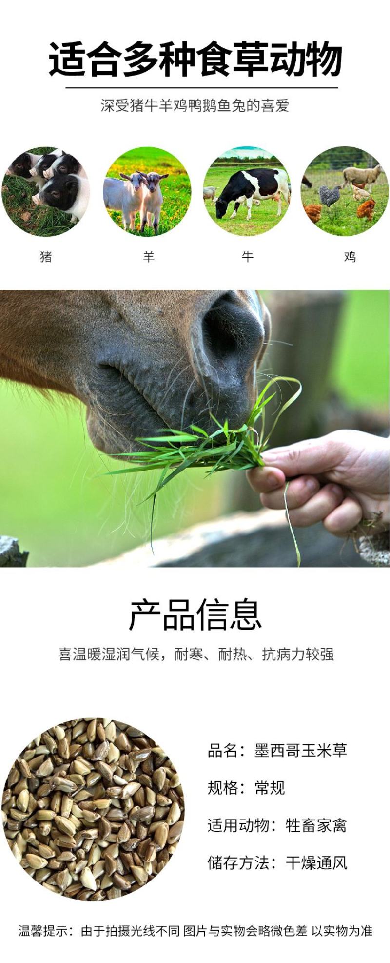 墨西哥玉米草种籽牧草种子养牛羊猪兔再生畜牧养殖喂鱼草种子