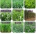 墨西哥玉米草种籽牧草种子养牛羊猪兔再生畜牧养殖喂鱼草种子