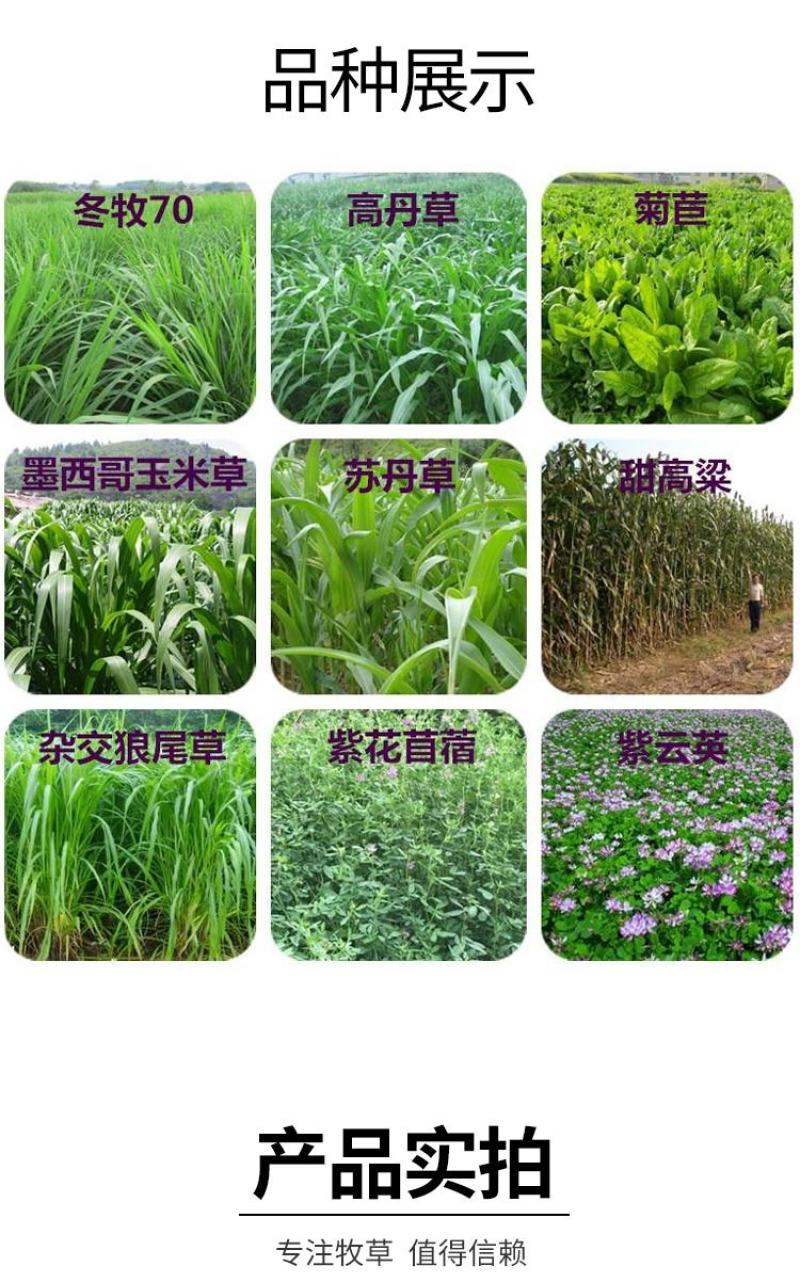 墨西哥玉米草种籽牧草种子养牛羊猪兔再生畜牧养殖喂鱼草种子