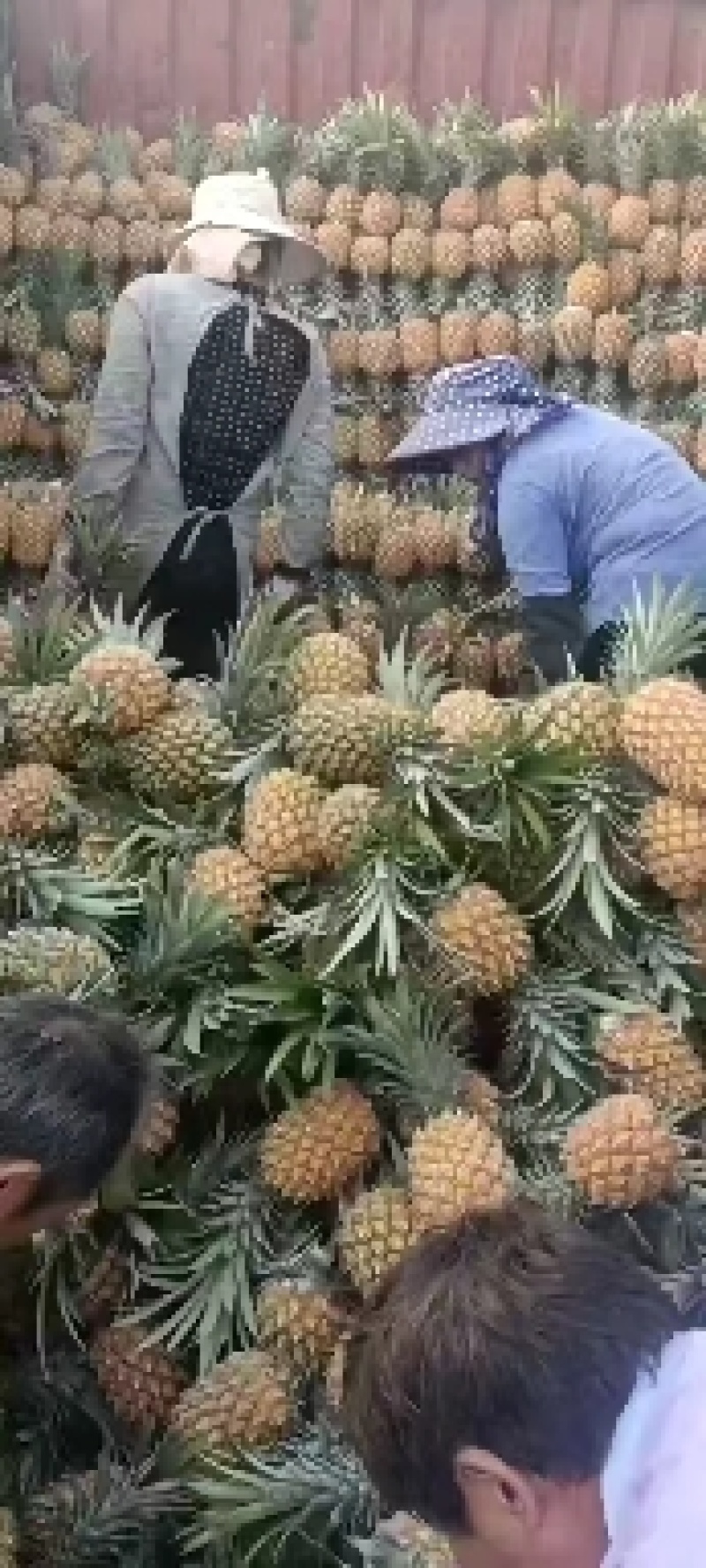 【精选】云南香菠萝产地直发货源充足规格齐全