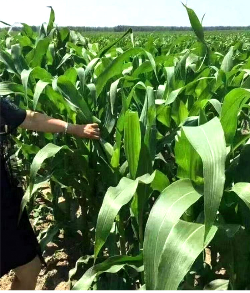 墨西哥玉米草种籽牧草种子养牛羊猪兔再生畜牧养殖喂鱼草种子