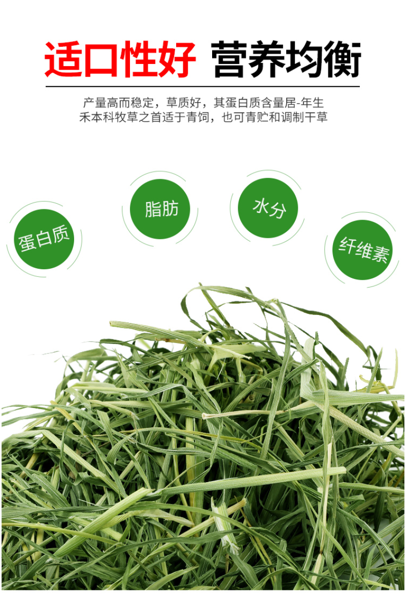 墨西哥玉米草种籽牧草种子养牛羊猪兔再生畜牧养殖喂鱼草种子