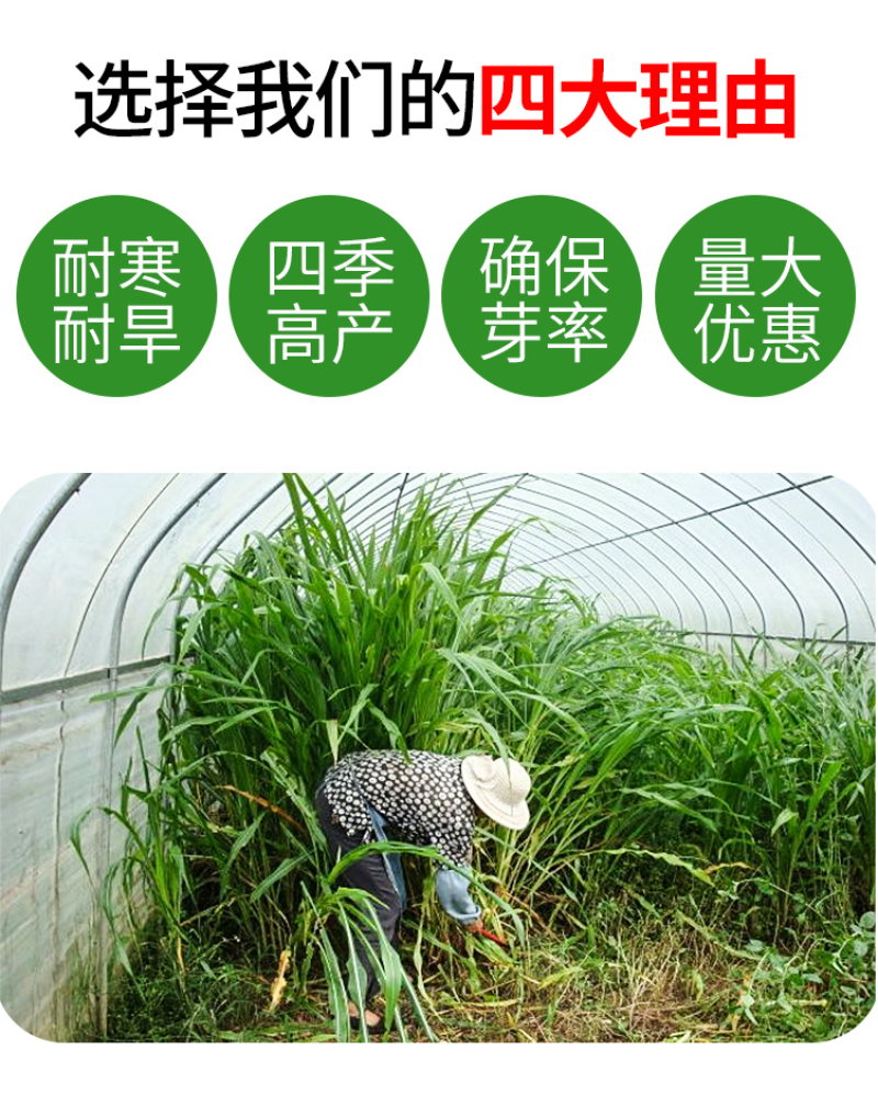 墨西哥玉米草种籽牧草种子养牛羊猪兔再生畜牧养殖喂鱼草种子