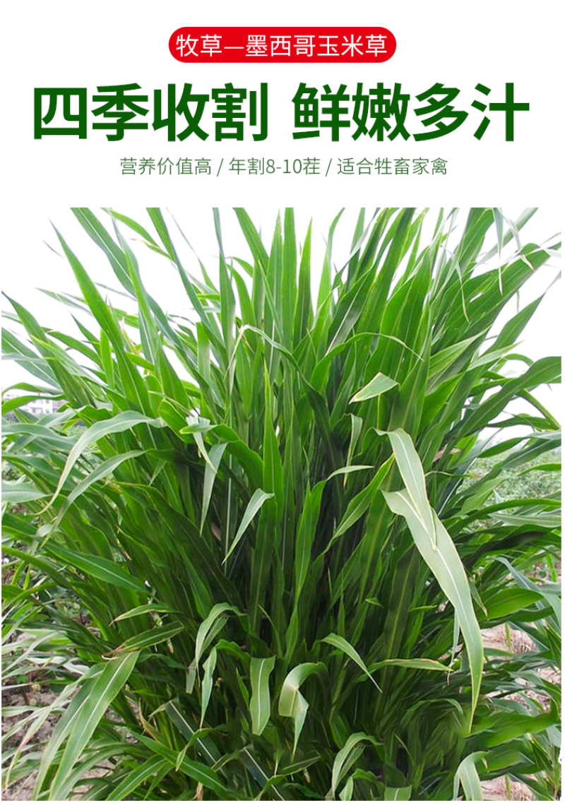 墨西哥玉米草种籽牧草种子养牛羊猪兔再生畜牧养殖喂鱼草种子