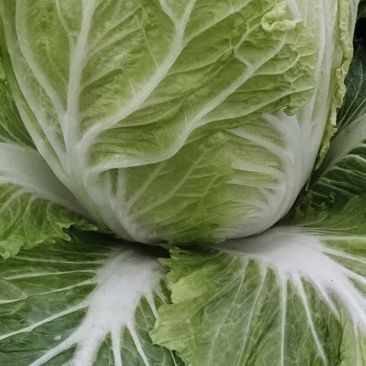 河南精品大白菜，黄心白菜，夏邑白菜，，，卢可全国代发