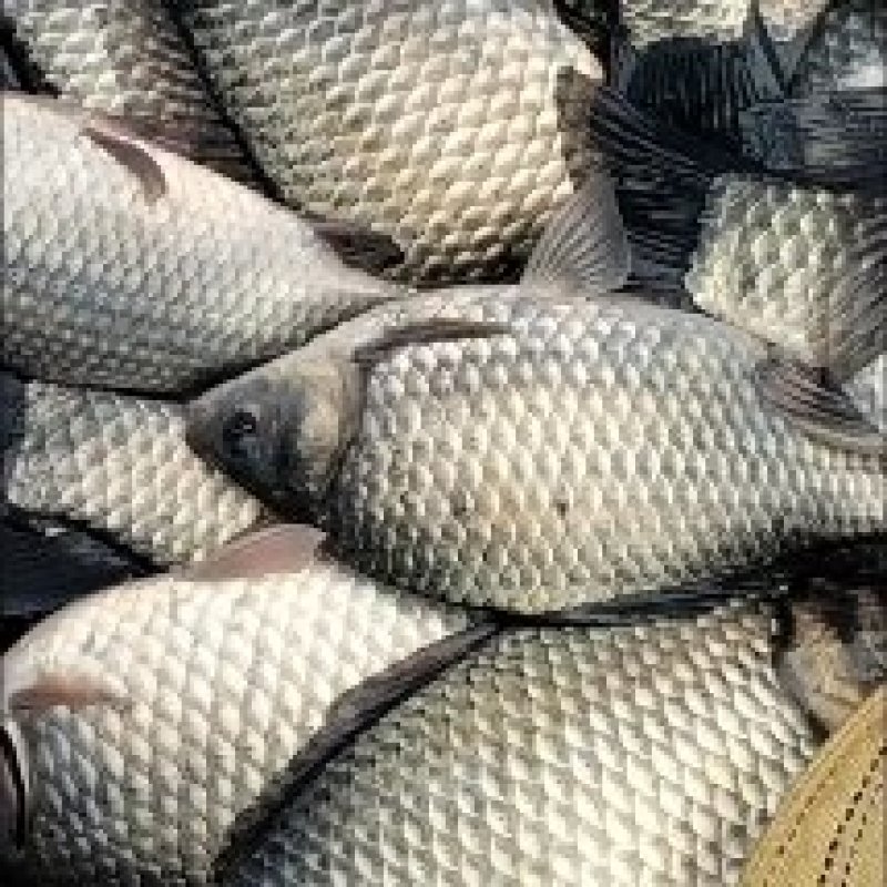 精品银鲫