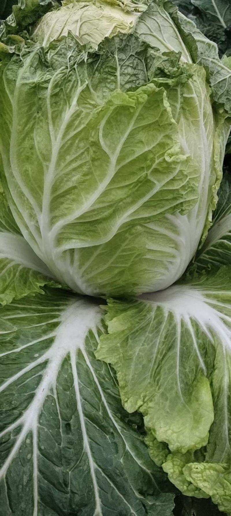 河南精品大白菜，黄心白菜，夏邑白菜，，，卢可全国代发