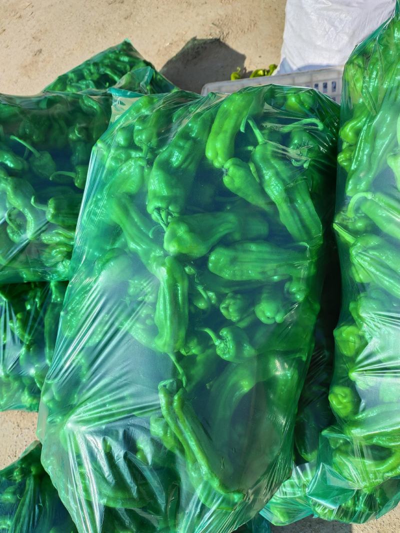 精品薄皮辣椒，大量有货，价格便宜，可配车发货，