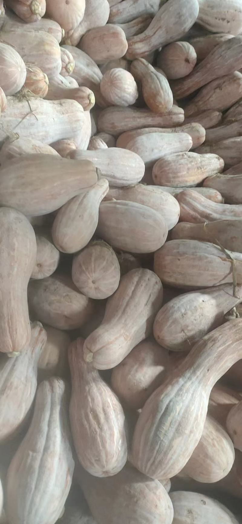 南瓜产地货源支持视频看货量大从优欢迎咨询