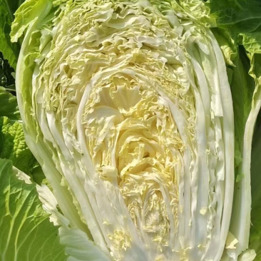 大白菜.黄心大白菜大量上现货.欢迎咨询订购。