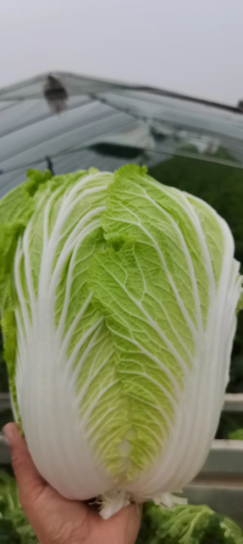 大白菜.黄心大白菜大量上现货.欢迎咨询订购。