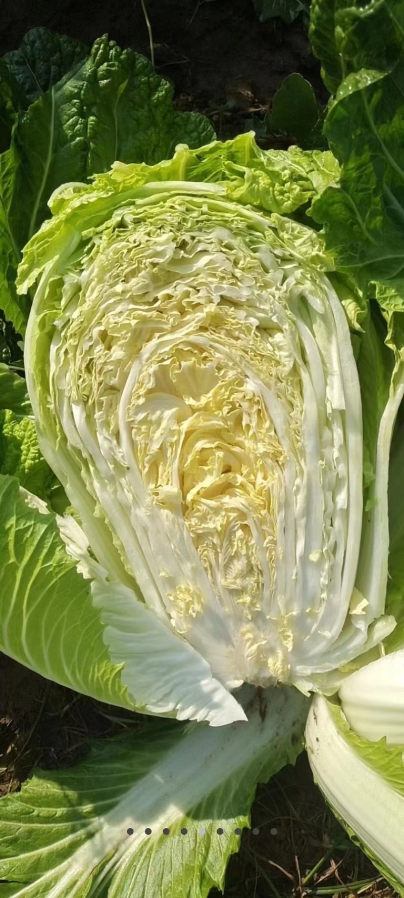 大白菜.黄心大白菜大量上现货.欢迎咨询订购。