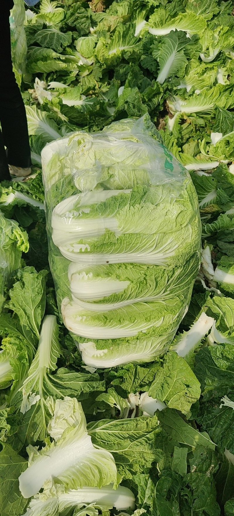 大白菜.黄心大白菜大量上现货.欢迎咨询订购。
