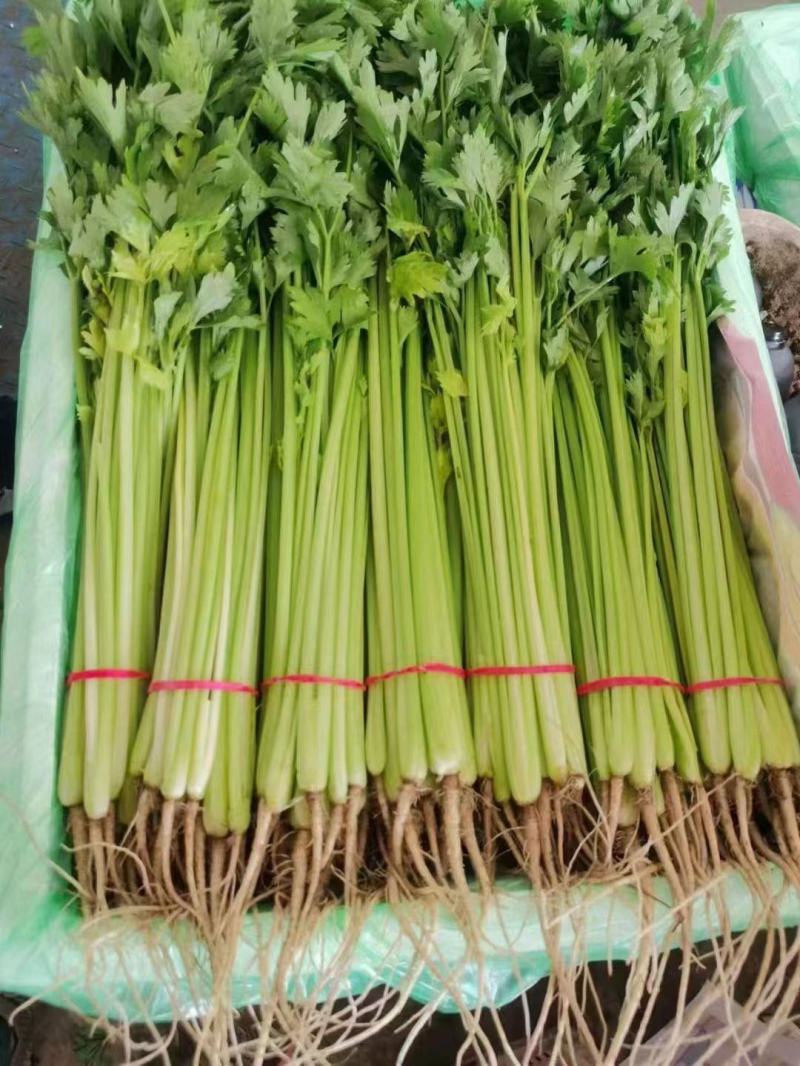 小细棵芹菜正在大量上市中火爆热卖欢迎采购