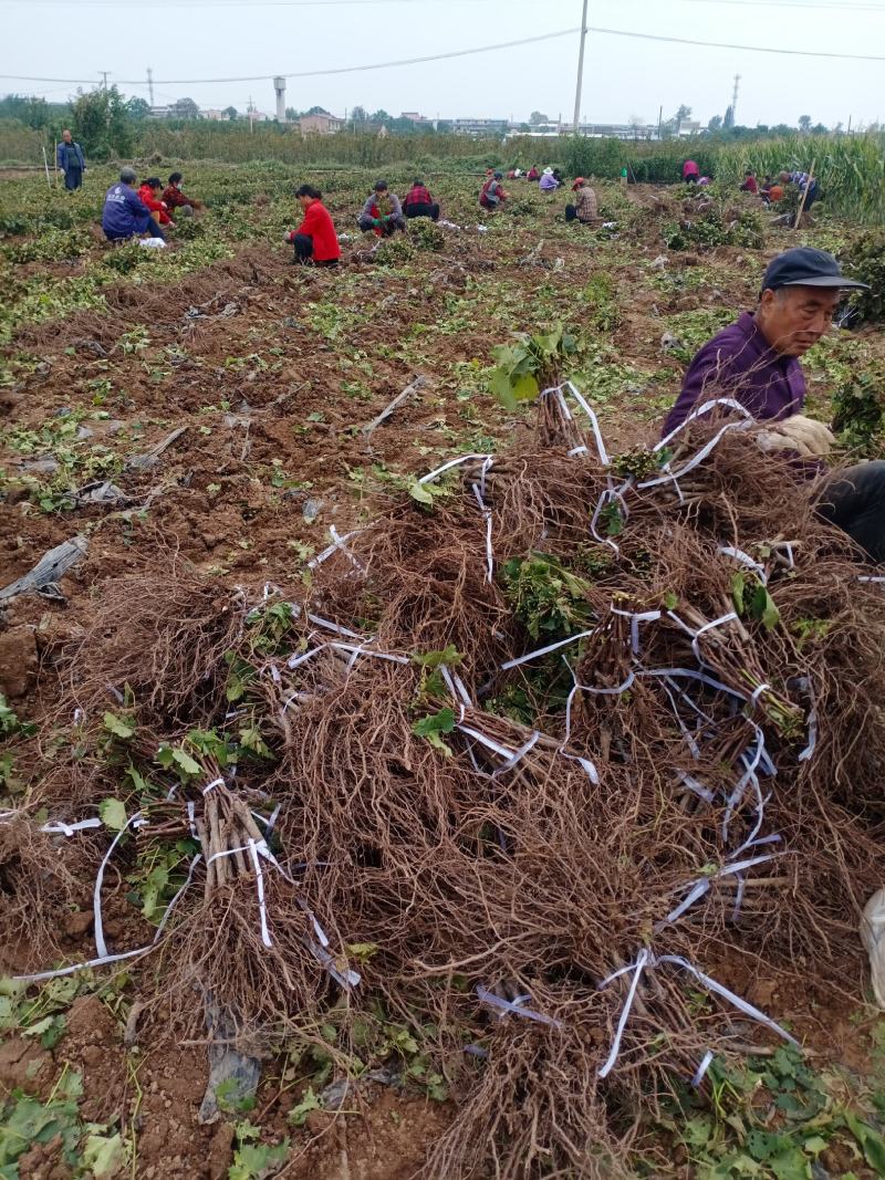 户太八号葡萄苗陕西户太八号葡萄苗保纯度死苗补发