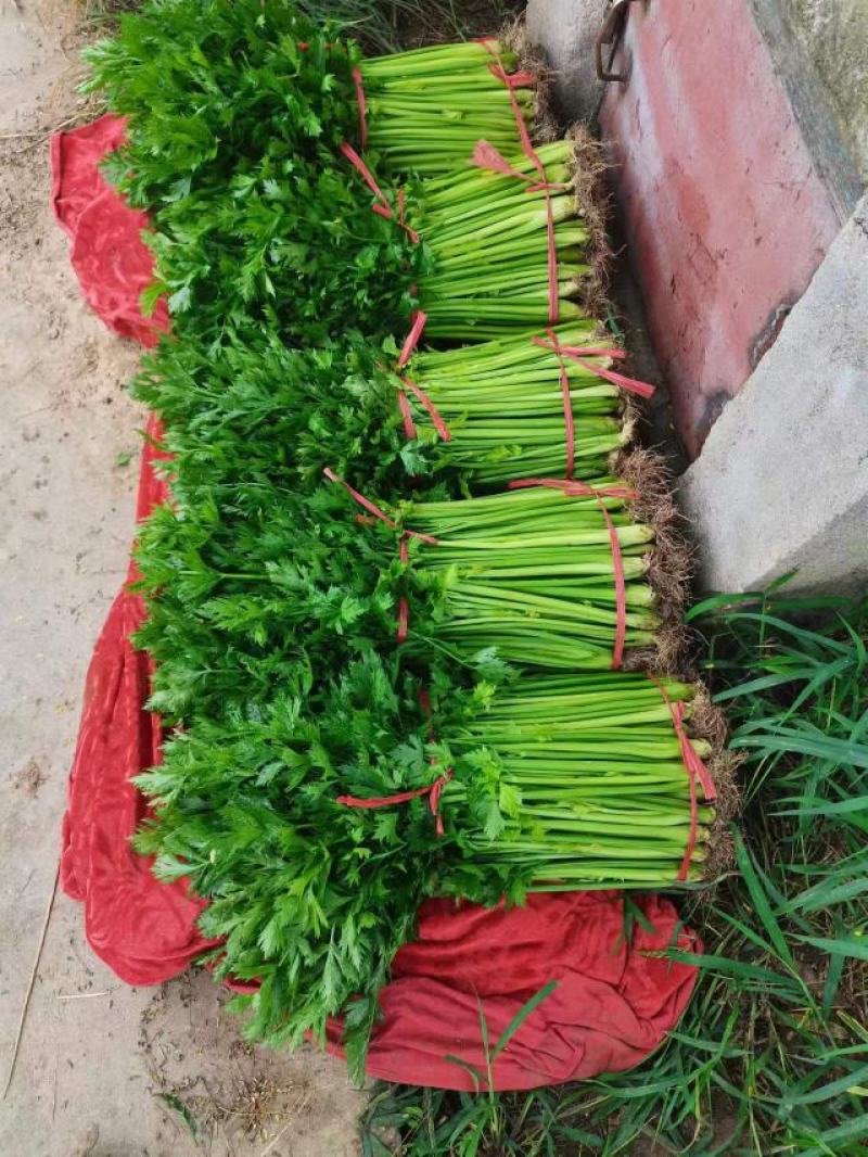 小细棵芹菜正在大量上市中火爆热卖欢迎采购