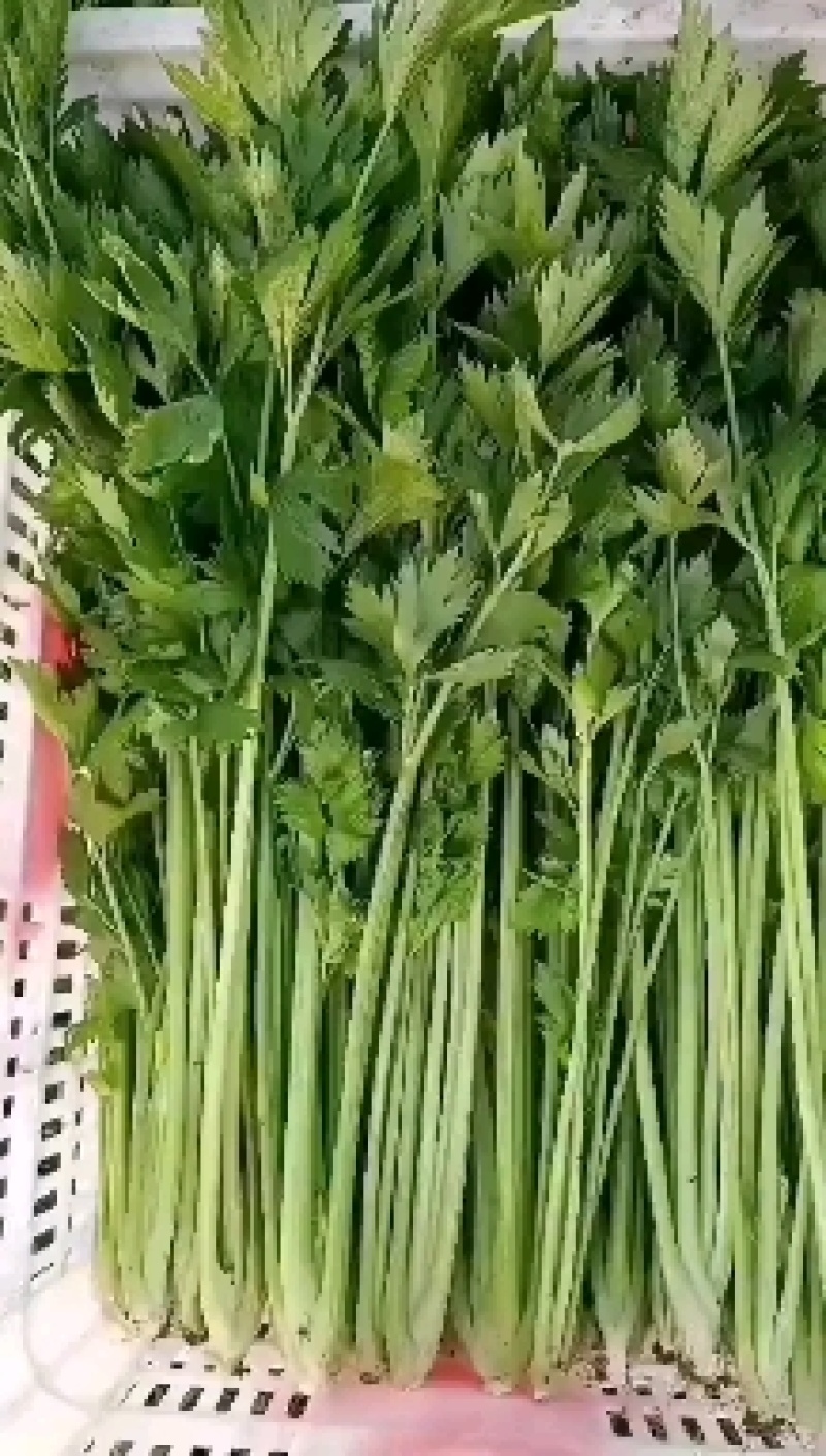 小细棵芹菜正在大量上市中火爆热卖欢迎采购