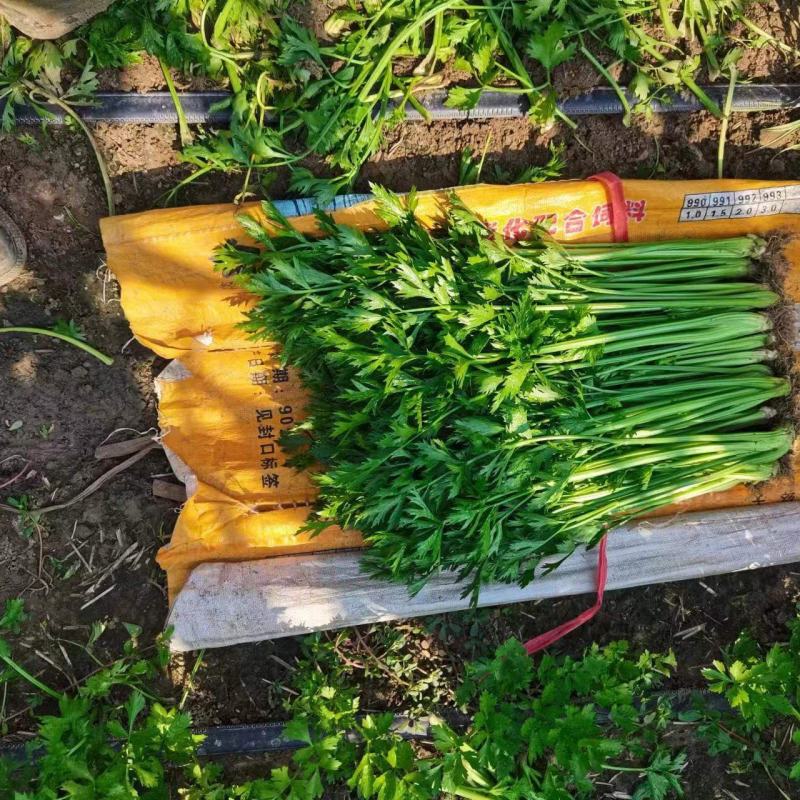 小细棵芹菜正在大量上市中火爆热卖欢迎采购
