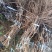 【基地优先】葡萄苗阳光玫瑰葡萄苗保纯度保成活率