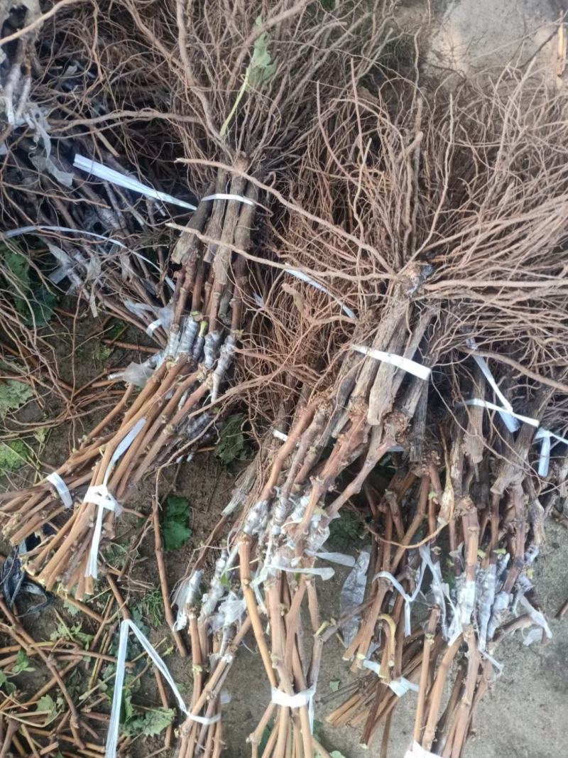 【基地优先】葡萄苗阳光玫瑰葡萄苗保纯度保成活率