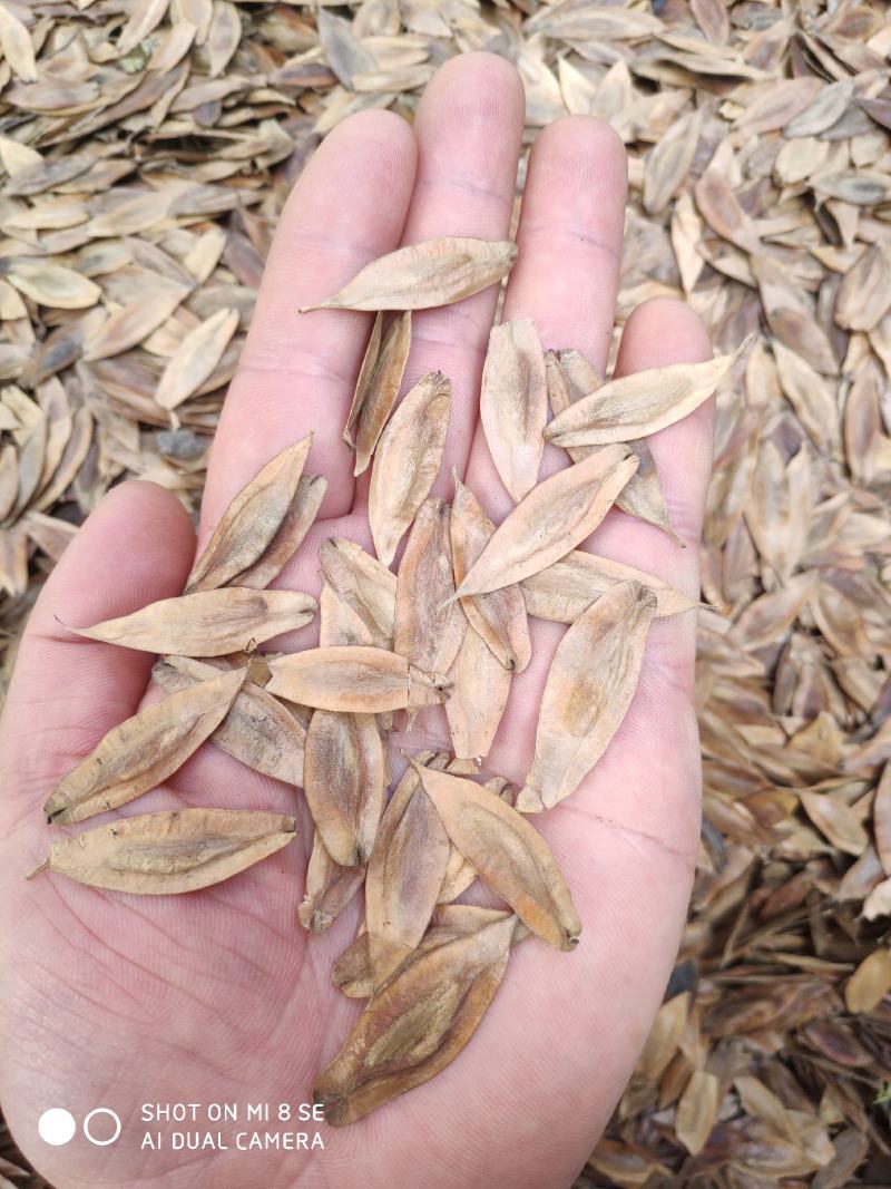 新产杜仲种子，一级良种，产地一手货源