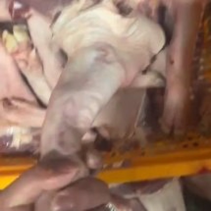 猪手踭