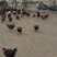 精品麻鸡土鸡纯本地溜达鸡，肉质紧凑，周期长