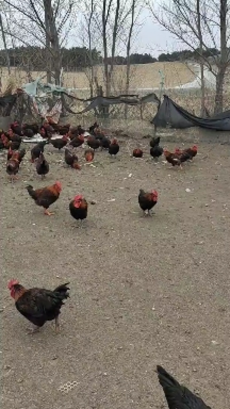 精品麻鸡土鸡纯本地溜达鸡，肉质紧凑，周期长