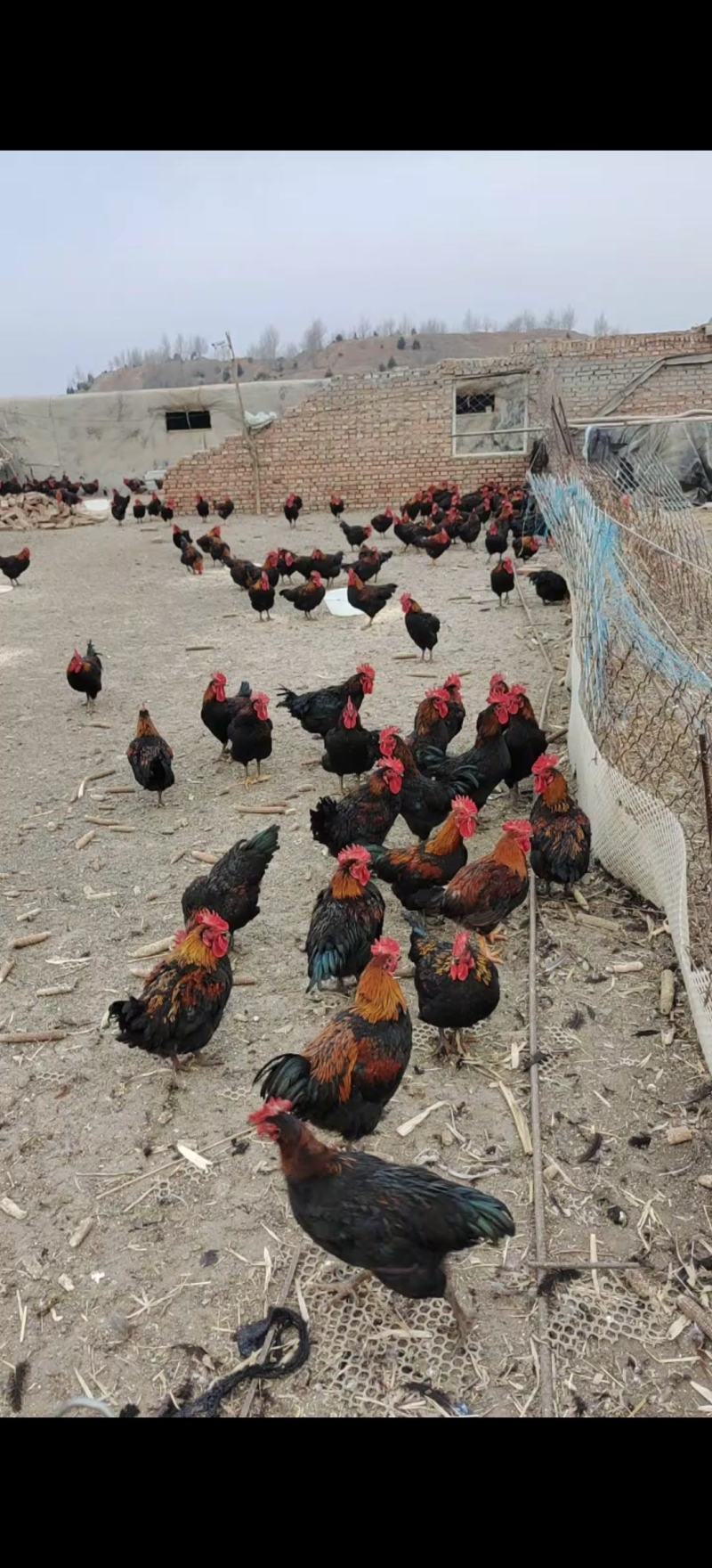 精品麻鸡土鸡纯本地溜达鸡，肉质紧凑，周期长