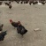 精品麻鸡土鸡纯本地溜达鸡，肉质紧凑，周期长