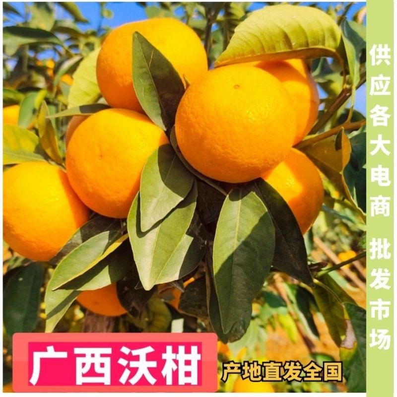 （热卖）沃柑广西沃柑价低质量好批发市场电商果一条龙服务！