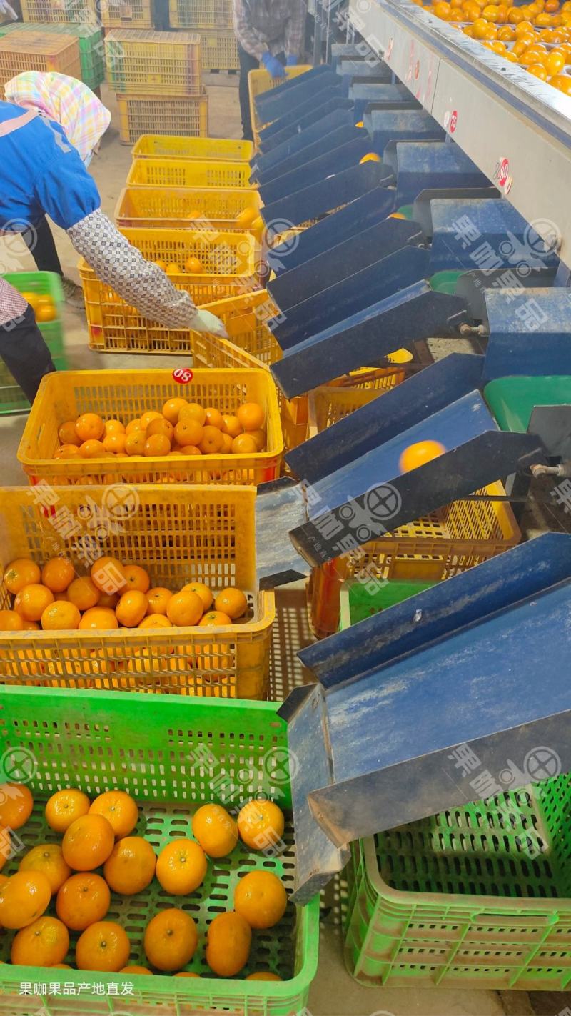 （热卖）沃柑广西沃柑价低质量好批发市场电商果一条龙服务！
