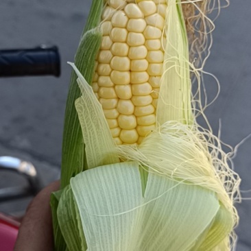 太阳花/甜脆玉米