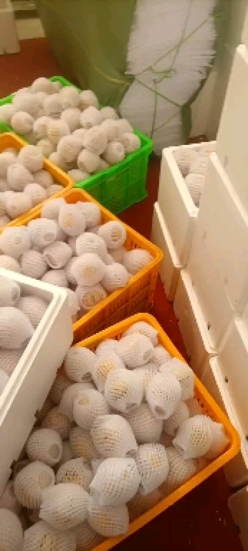 精品果业：人参果，诚信经营，量大从优，欢迎来电咨询