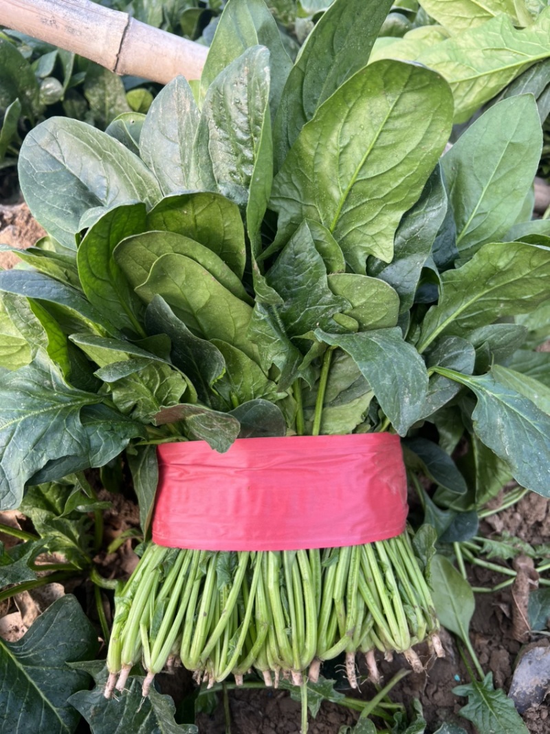 大叶菠菜大量上市。供应各大超市，代发各大市场。