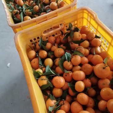 金葵沙糖桔，广西象州水果。。。。。。。。。。。。。。。。