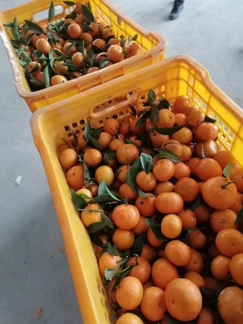 金葵沙糖桔，广西象州水果。。。。。。。。。。。。。。。。