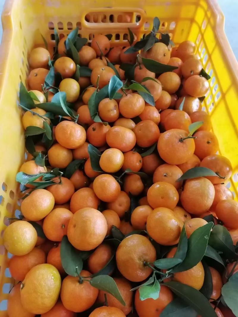 金葵沙糖桔，广西象州水果。。。。。。。。。。。。。。。。