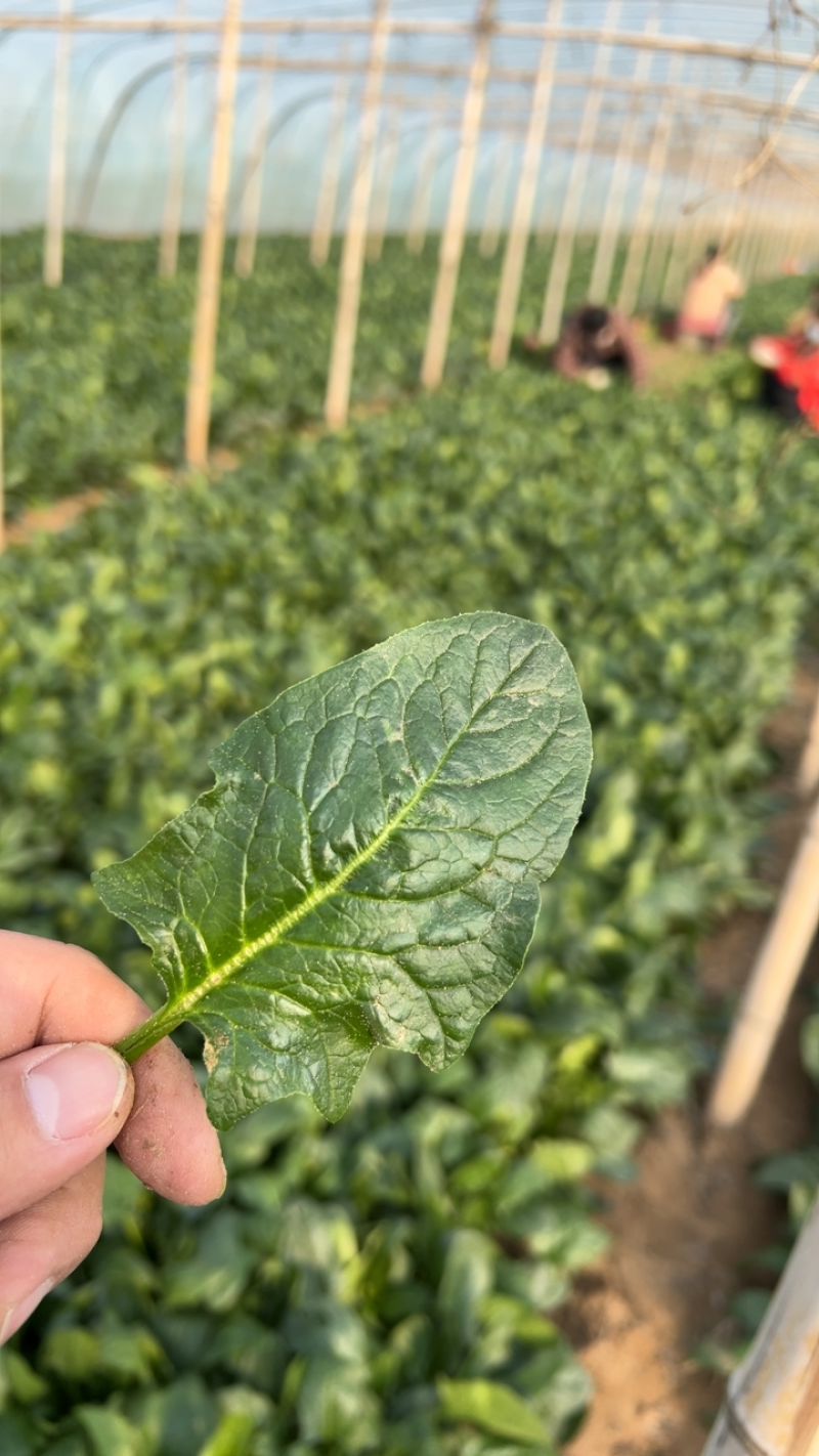 大叶菠菜大量上市。供应各大超市，代发各大市场。