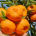 🍊椪柑清江芦柑湖北椪柑桔新鲜上市鲜果好果优惠批发电商