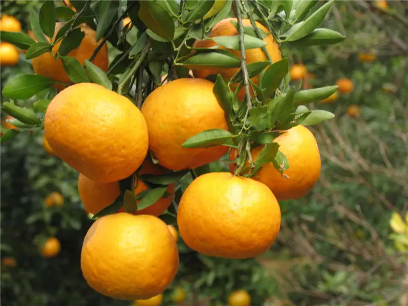 🍊椪柑清江芦柑湖北椪柑桔新鲜上市鲜果好果优惠批发电商
