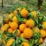 🍊椪柑清江芦柑湖北椪柑桔新鲜上市鲜果好果优惠批发电商