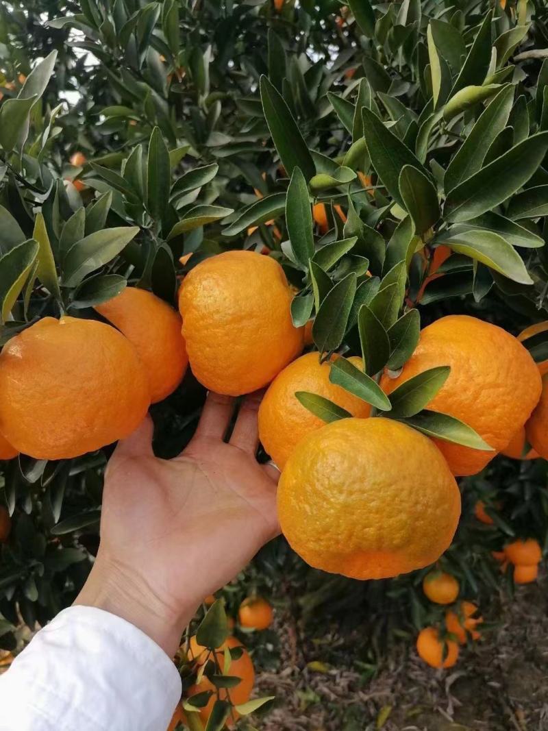 🍊椪柑清江芦柑湖北椪柑个大味甜产地直发